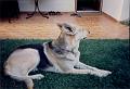 Crocky_0046