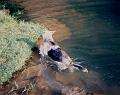 Crocky_0025