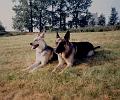 Crocky_0054