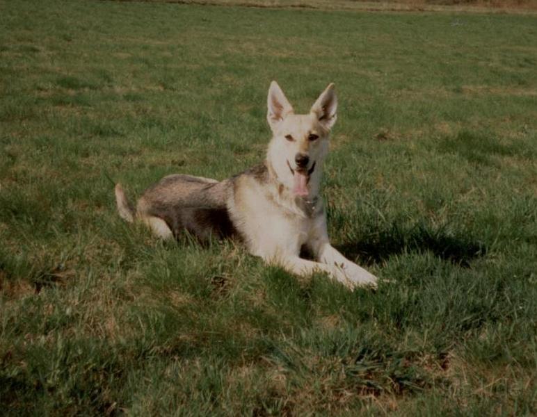 Crocky_0049.jpg