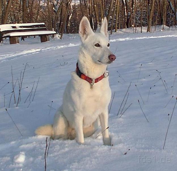 Gipsy_0012.JPG