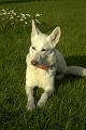 Gipsy_0004