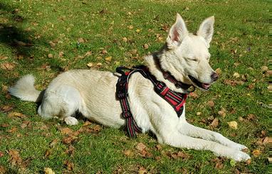 Judy im Schrebergarten